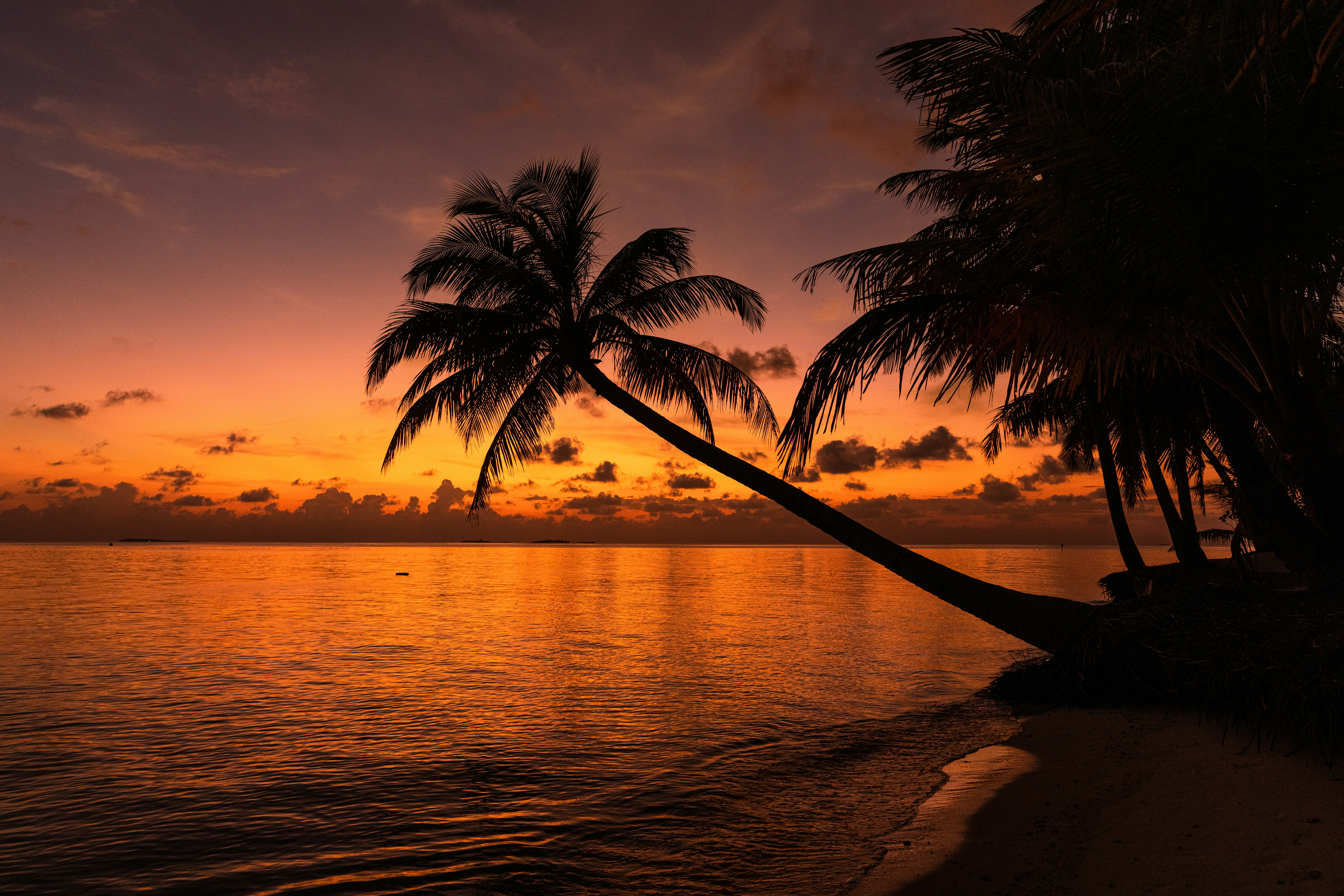 Palm tree on a tropical beach with a golden sunset in the background